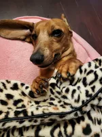 Skipper , a male Dachshund for sale in Mattituck, NY – 9 of 10
