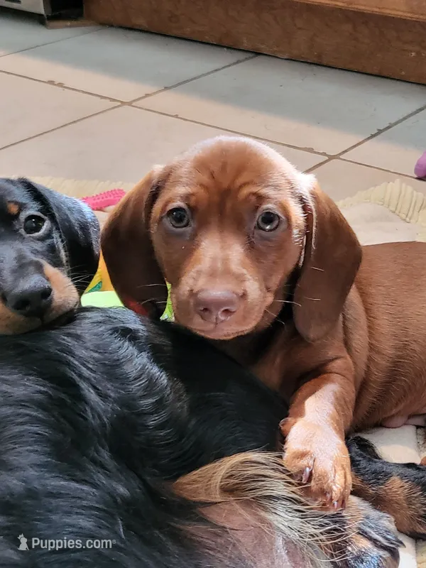 Skipper  – Dachshund puppy for sale in Mattituck, NY
