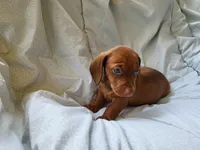 Skipper , a male Dachshund for sale in Mattituck, NY – 2 of 10