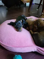 Ricky, a male Dachshund for sale in Mattituck, NY – 4 of 7