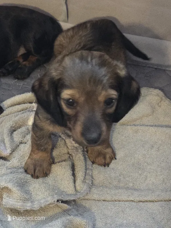 Scooter – Miniature Dachshund puppy on hold in Madill, OK