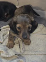 Scooter, a male Miniature Dachshund for sale in Madill, OK – 1 of 2