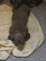 June, a female Miniature Dachshund for sale in Madill, OK – 1 of 2
