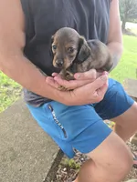 Scooter, a male Miniature Dachshund for sale in Madill, OK – 2 of 2