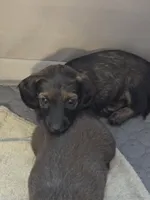 Hershey, a female Miniature Dachshund for sale in Madill, OK – 2 of 2