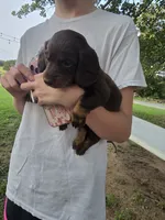 June, a female Miniature Dachshund for sale in Madill, OK – 2 of 2