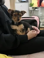 Layla , a female Yorkshire Terrier for sale in Yonkers, NY – Photo 3 of 7