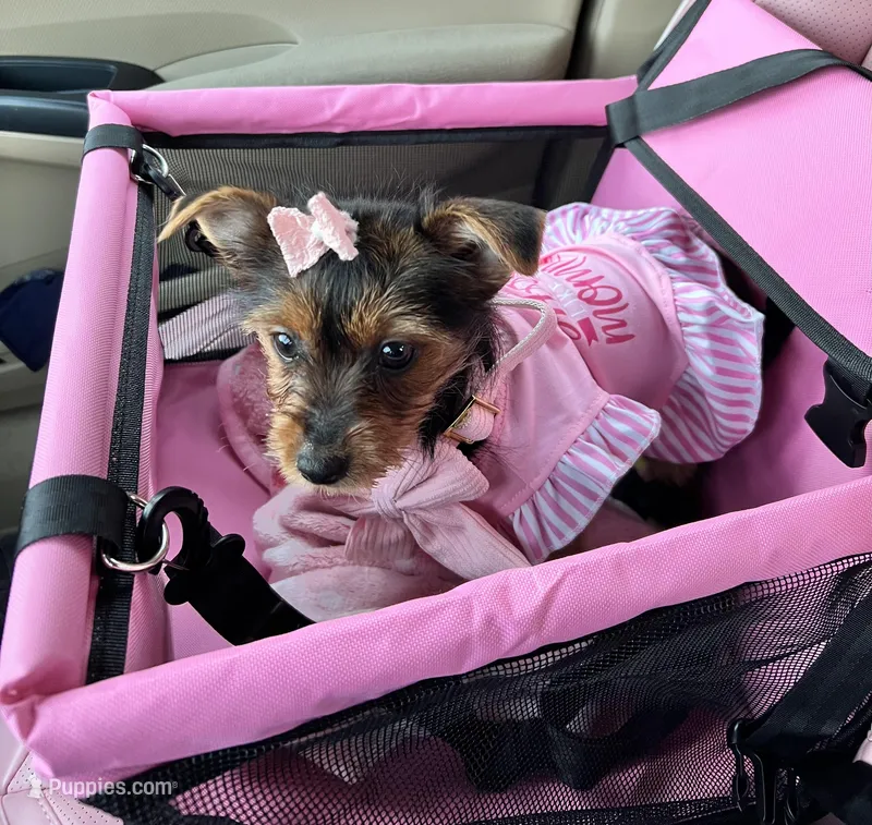 Layla  – Yorkshire Terrier puppy for sale in Yonkers, NY