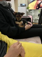 Layla , a female Yorkshire Terrier for sale in Yonkers, NY – Photo 6 of 7