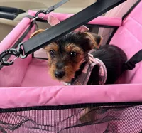 Layla , a female Yorkshire Terrier for sale in Yonkers, NY – Photo 7 of 7