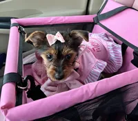 Layla , a female Yorkshire Terrier for sale in Yonkers, NY – Photo 5 of 7