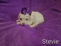 Stevie , a female Cockapoo for sale in Eatonton, GA – 4 of 4