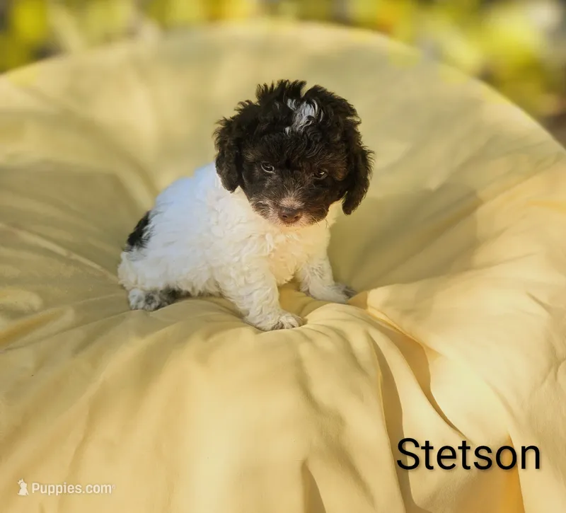 Stetson – Cockapoo puppy for sale in Eatonton, GA