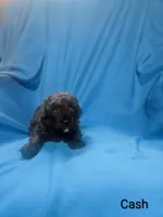 Cash, a male Poodle - Toy  for sale in Eatonton, GA – 7 of 7
