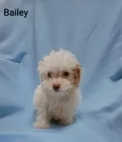 Bailey , a male Cockapoo for sale in Eatonton, GA – 2 of 8