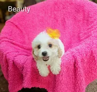 Stella, a female Cockapoo for sale in Eatonton, GA – 7 of 7