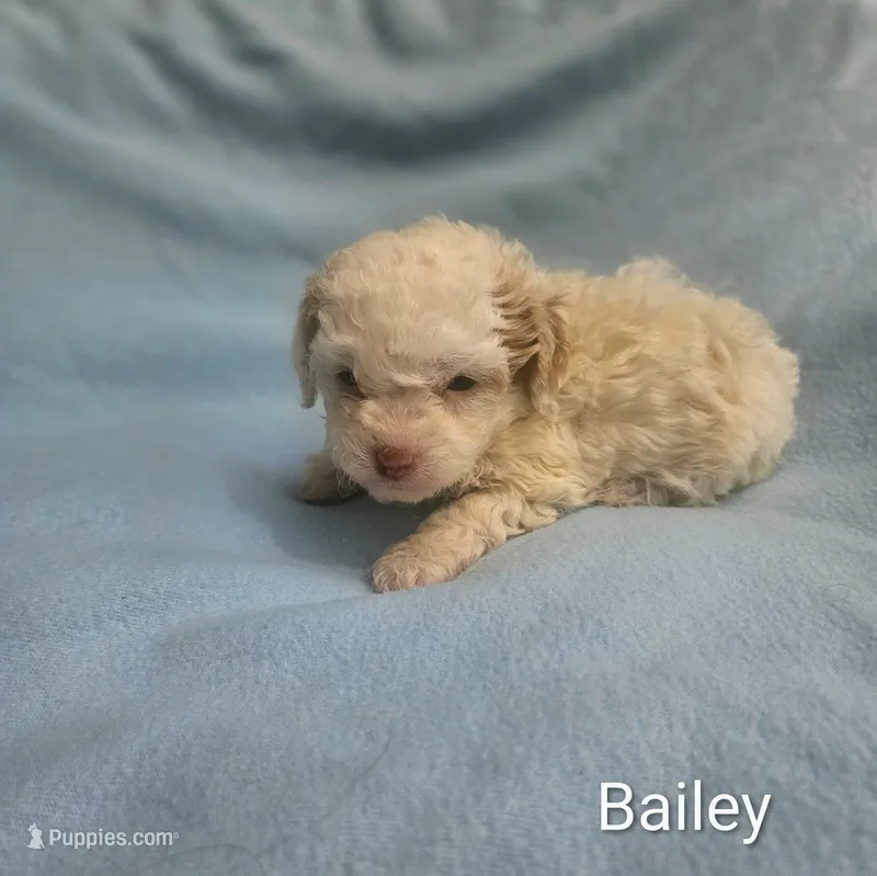 Bailey  – Cockapoo puppy for sale in Eatonton, GA