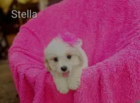Stella, a female Cockapoo for sale in Eatonton, GA – 2 of 7