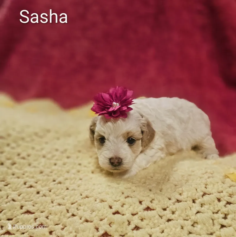 Sasha – Cockapoo puppy for sale in Eatonton, GA