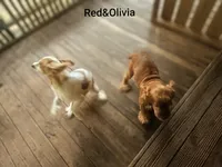 Olivia, a female Cocker Spaniel for sale in Eatonton, GA – 2 of 6
