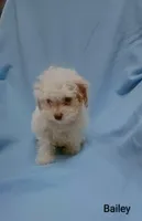 Bailey , a male Cockapoo for sale in Eatonton, GA – 5 of 8