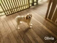 Olivia, a female Cocker Spaniel for sale in Eatonton, GA – 3 of 6