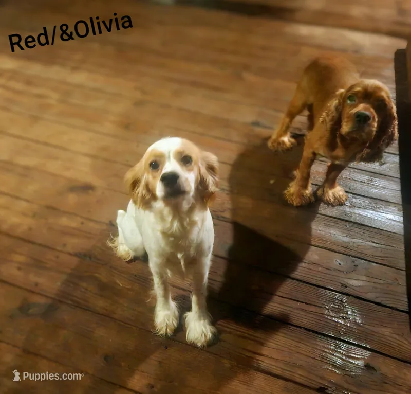 Olivia – Cocker Spaniel puppy for sale in Eatonton, GA