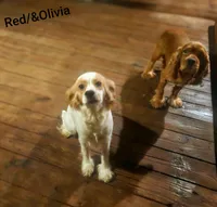 Olivia, a female Cocker Spaniel for sale in Eatonton, GA – 1 of 6
