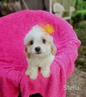 Stella, a female Cockapoo for sale in Eatonton, GA – 5 of 7