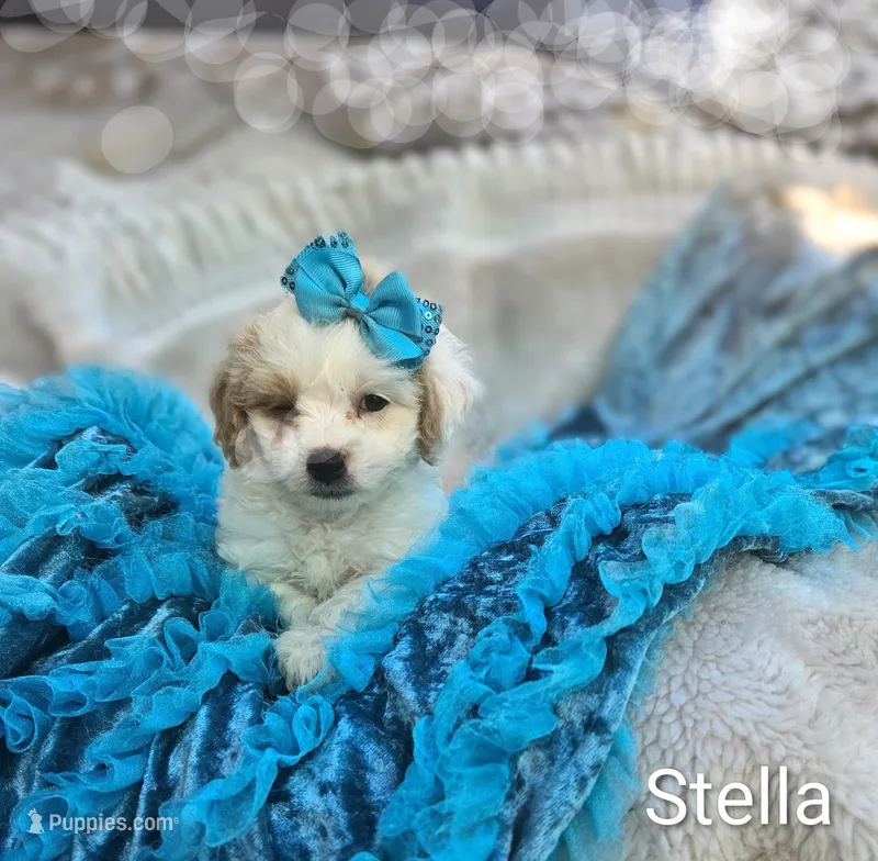 Stella – Cockapoo puppy for sale in Eatonton, GA