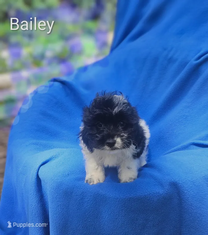 Brantley  – Cockapoo puppy for sale in Eatonton, GA