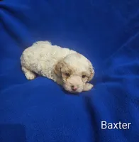 Baxter , a male Cockapoo for sale in Eatonton, GA – 2 of 4