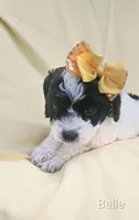 Belle, a female Cockapoo for sale in Eatonton, GA – 1 of 5