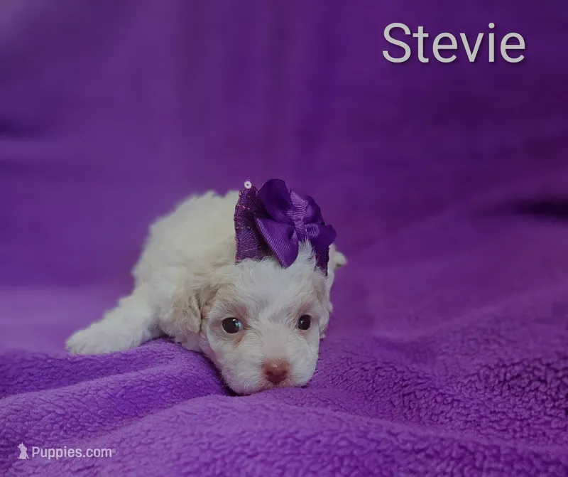 Stevie  – Cockapoo puppy for sale in Eatonton, GA