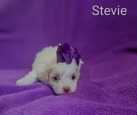 Stevie , a female Cockapoo for sale in Eatonton, GA – 2 of 4