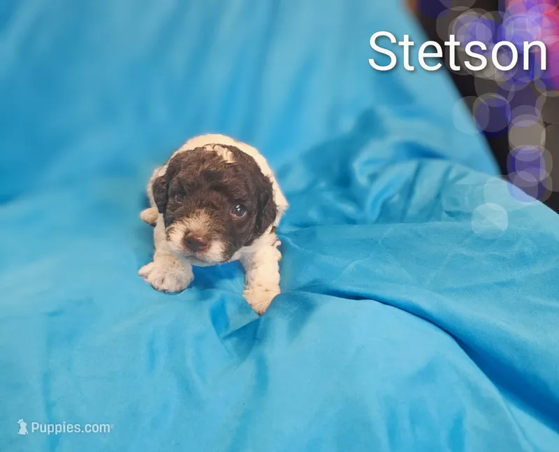 Stetson – Cockapoo puppy for sale in Eatonton, GA