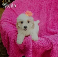 Stella, a female Cockapoo for sale in Eatonton, GA – 3 of 7