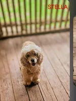 Stella, a female Cocker Spaniel for sale in Eatonton, GA – Photo 1 of 3