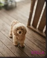 Stella, a female Cocker Spaniel for sale in Eatonton, GA – Photo 2 of 3