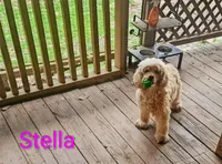 Stella, a female Cocker Spaniel for sale in Eatonton, GA – Photo 3 of 3