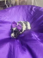 Beauty , a female Cockapoo for sale in Eatonton, GA – 2 of 3