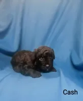 Cash, a male Poodle - Toy  for sale in Eatonton, GA – 5 of 7