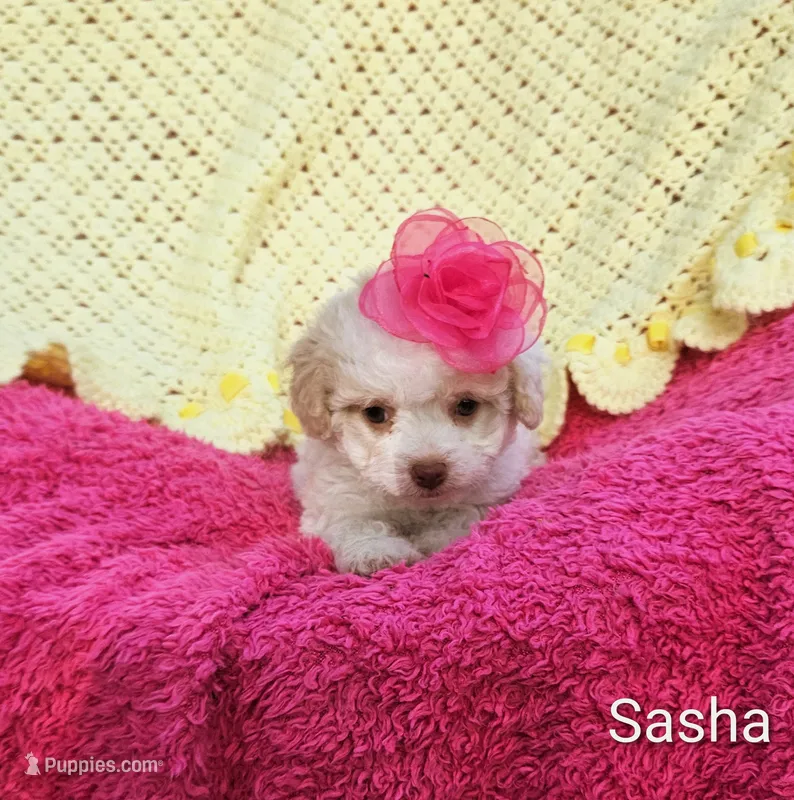 Sasha – Cockapoo puppy for sale in Eatonton, GA