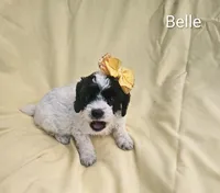 Belle, a female Cockapoo for sale in Eatonton, GA – 2 of 5