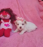 Lulu, a female Cockapoo for sale in Eatonton, GA – Photo 2 of 9