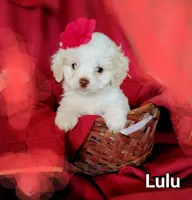 Lulu, a female Cockapoo for sale in Eatonton, GA – Photo 1 of 9