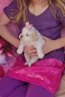 Lulu, a female Cockapoo for sale in Eatonton, GA – Photo 4 of 9