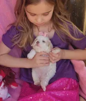 Lulu, a female Cockapoo for sale in Eatonton, GA – Photo 3 of 9