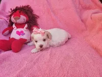 Lulu, a female Cockapoo for sale in Eatonton, GA – Photo 8 of 9