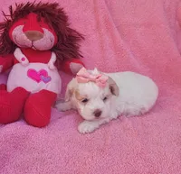Lulu, a female Cockapoo for sale in Eatonton, GA – Photo 5 of 9